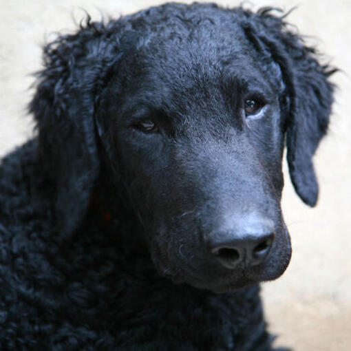 Retriever com pêlo encaracolado preto observando