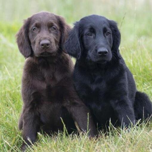 Filhotes de Flat Coated Retriever preto e marrom