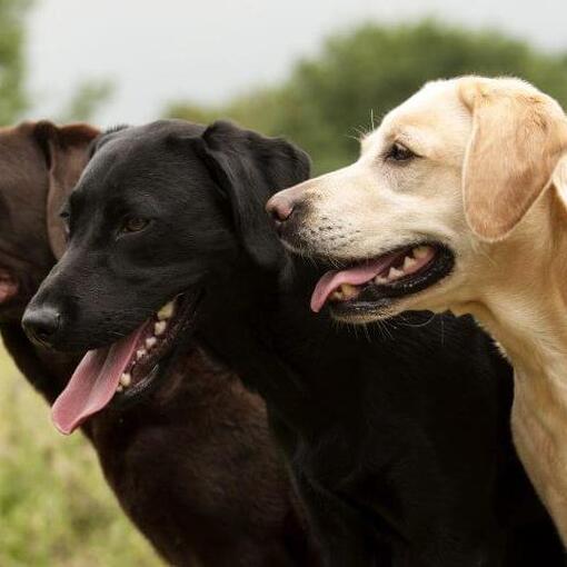 três labradores juntos