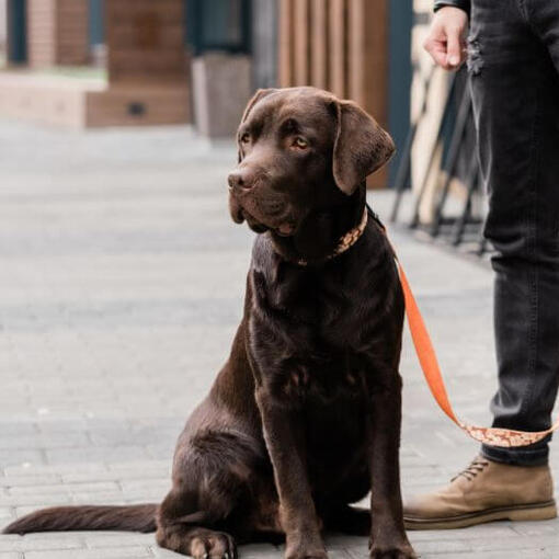 labrador ao lado de seu dono