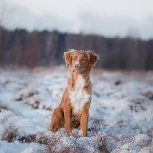 Retriever em pé na neve