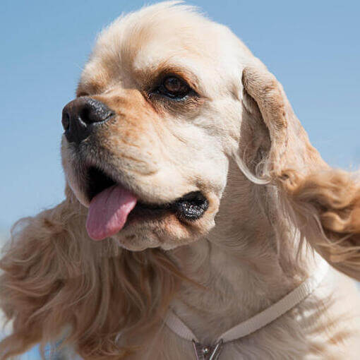 Cocker Spaniel Americano com língua de fora