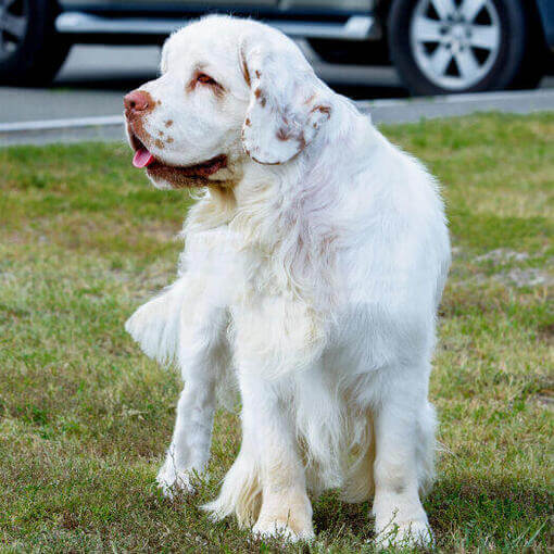 spaniel de cor clara em pé na grama