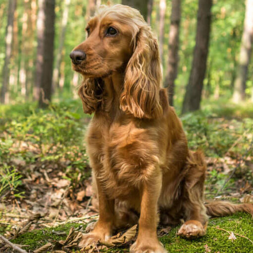 Cocker Spaniel sentado na floresta