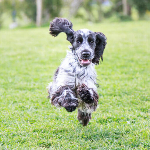 Cocker Spaniel preto e branco correndo