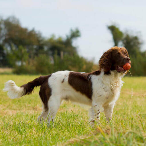 Springer Spaniel Inglês segurando uma bola