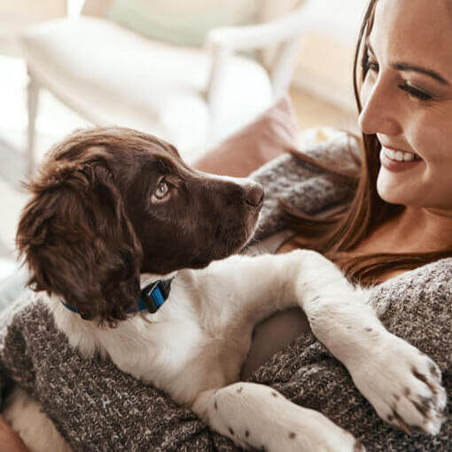 Mulher segurando cachorrinho Springer Spaniel Inglês