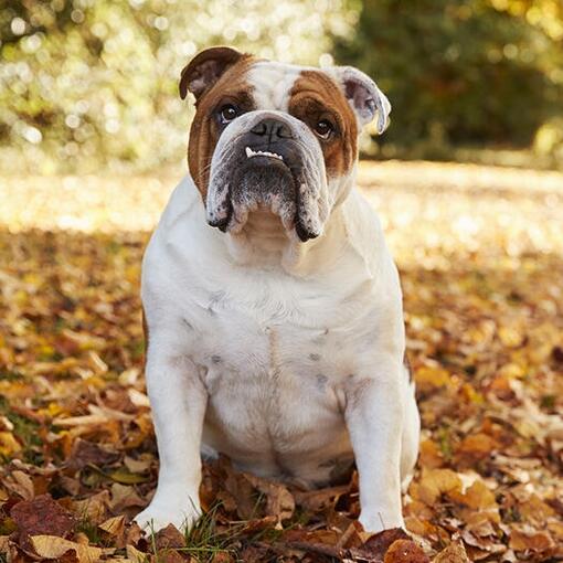Raça Bulldog