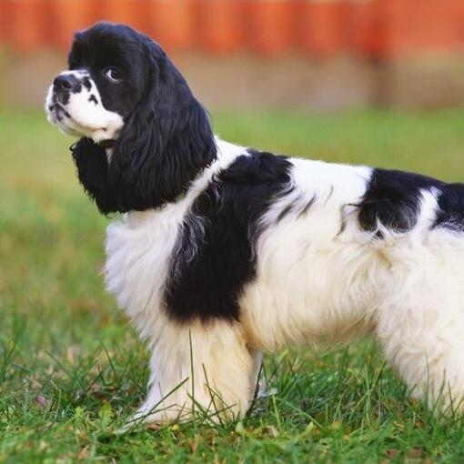 Cocker Spaniel Americano