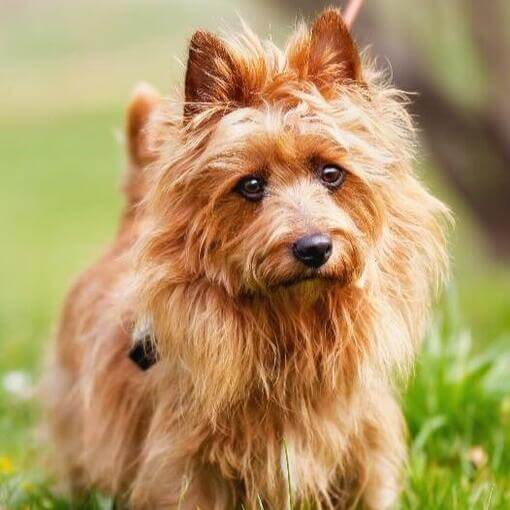 Terrier Australiano
