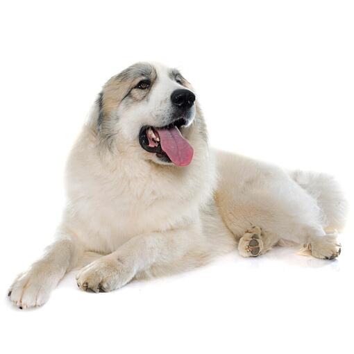 Raça de Cão de Montanha dos Pirenéus