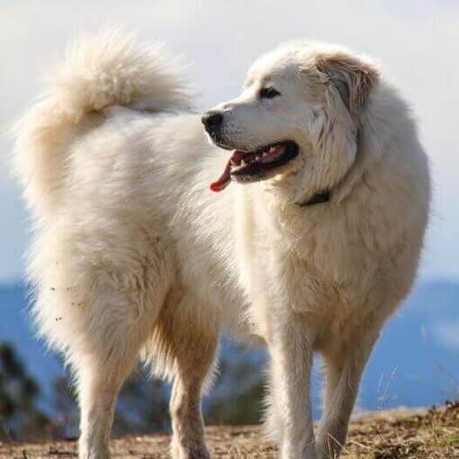 O Cão da Montanha dos Pirenéus está andando perto da montanha