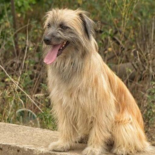 O cão pastor dos Pirenéus está parado no jardim