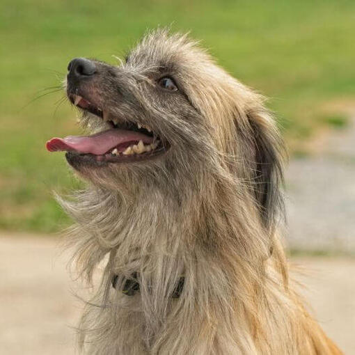 O cão pastor dos Pirenéus está brincando no jardim