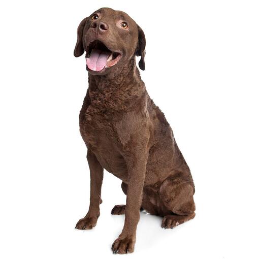Raça de cachorro Retriever (Chesapeake Bay Retriever)