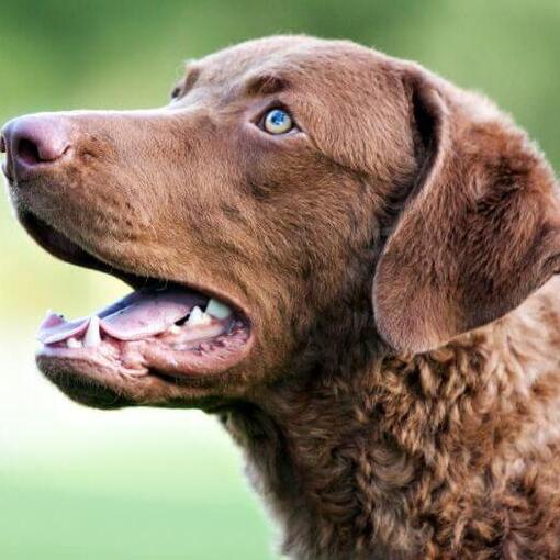 Chesapeake Bay Retriever com olhos azuis