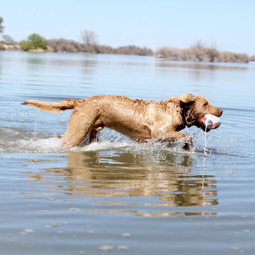 Chesapeake Bay Retriever na água