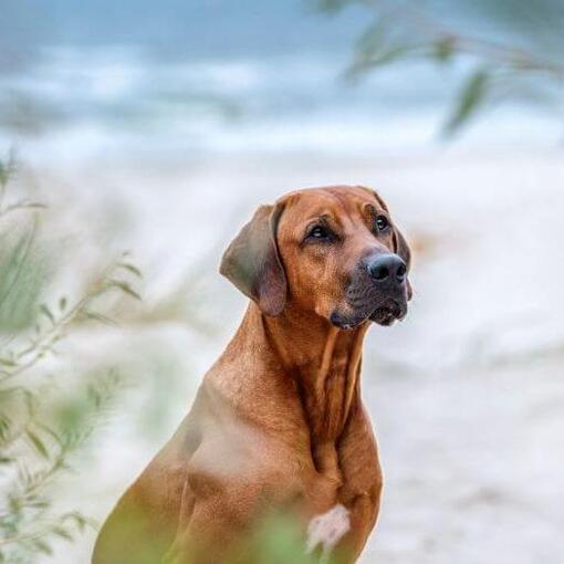 Rhodesian Ridgeback na praia