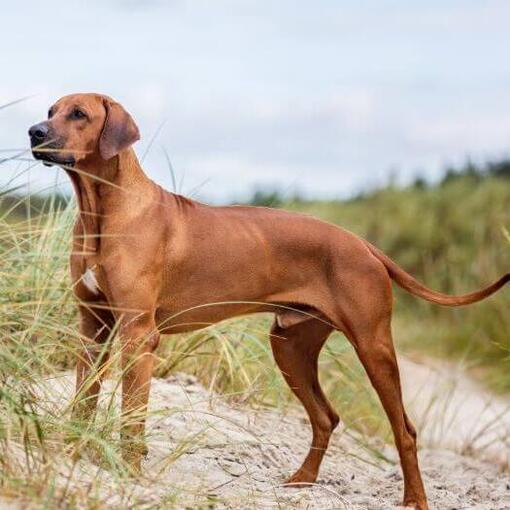 Rhodesian Ridgeback em pé na areia