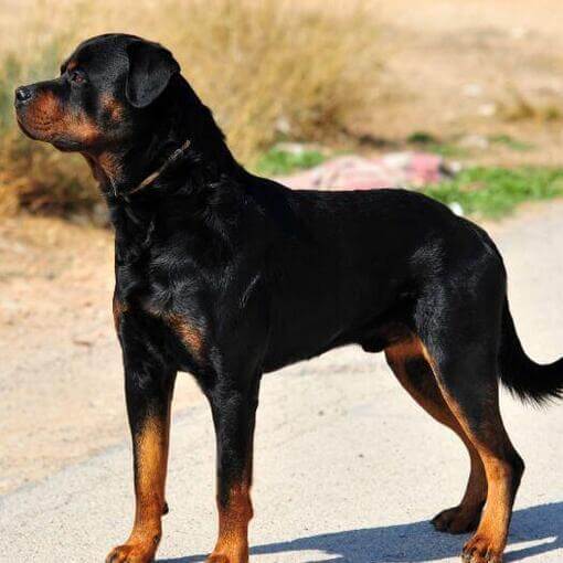 Rottweiler parado na estrada