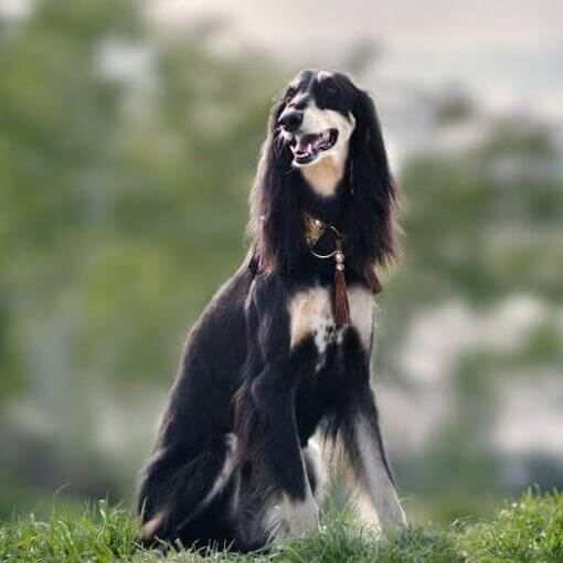 cachorro saluki sentado na colina