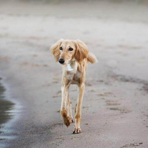 cachorro saluki correndo na praia