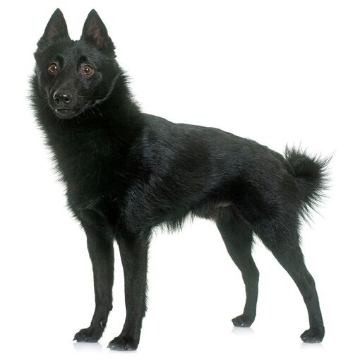 Raça de cachorro Schipperke