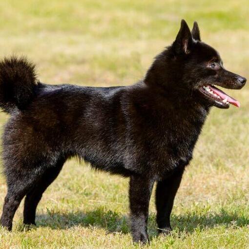 Schipperke está parado na grama
