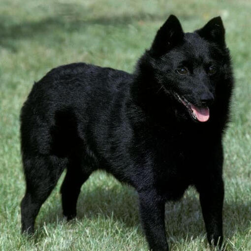 Schipperke está parado na grama e olhando para frente