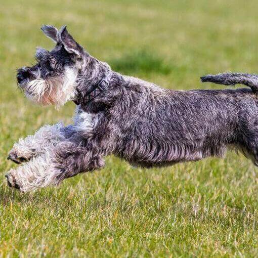Schnauzer Standard está brincando e pulando na grama