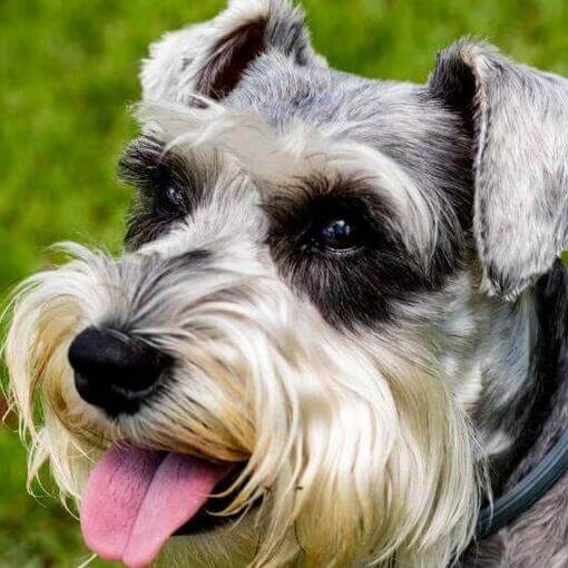 O padrão Schnauzer está sorrindo
