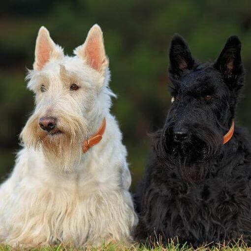 Terriers escoceses preto e branco sentados um ao lado do outro