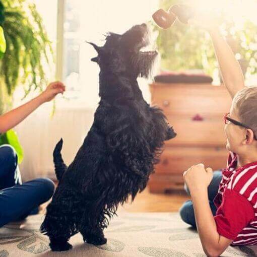 Scottish Terrier brincando com as crianças