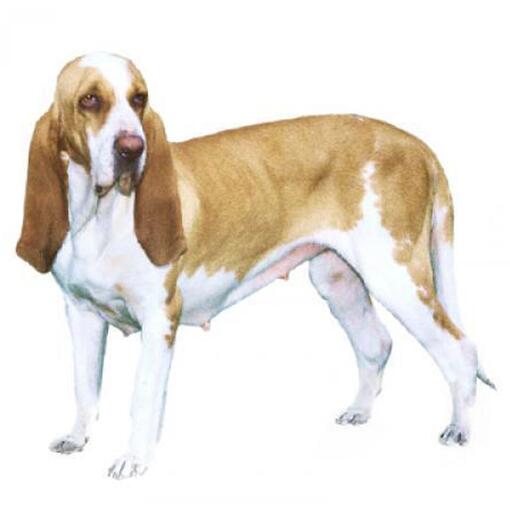Raça de cachorro Cão de Caça Italiano