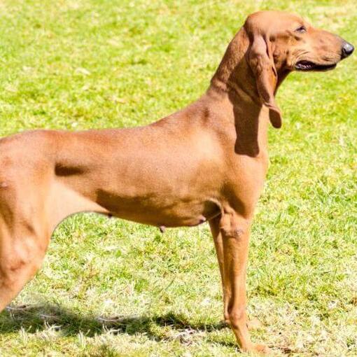 Cão de Caça Italiano em pé na grama