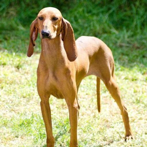 Cão de Caça Italiano em pé e olhando para frente