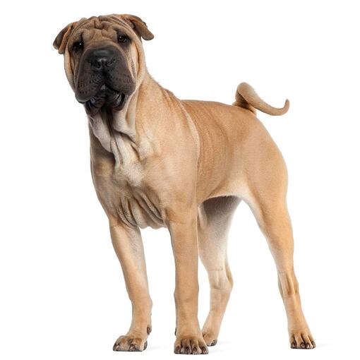 Raça de cachorro Shar Pei