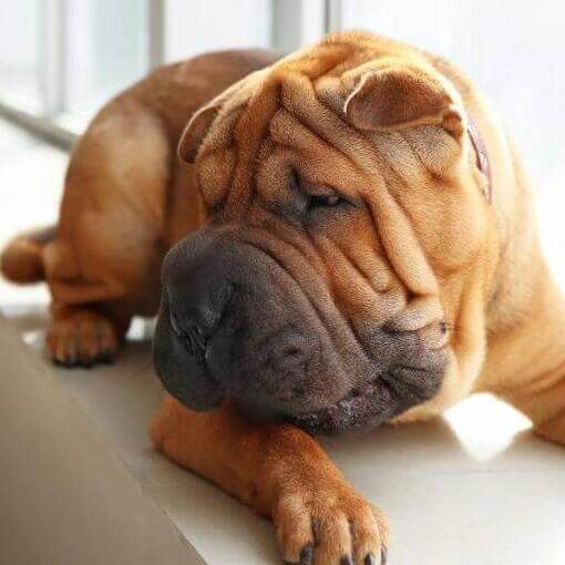 Shar Pei deitado no quarto