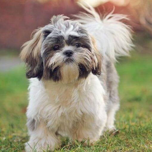 Cachorro shih tzu andando na grama