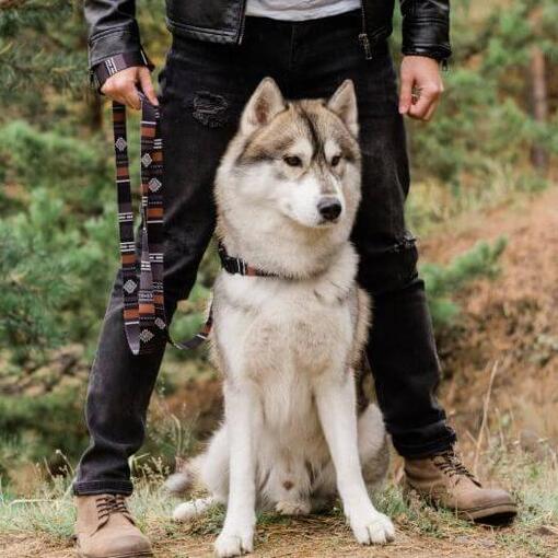 Husky sentado ao lado do dono