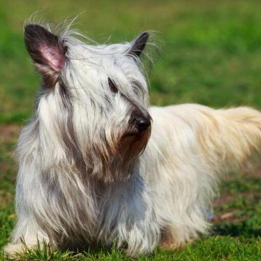 Sky Terrier cinza escuro sentado na grama verde