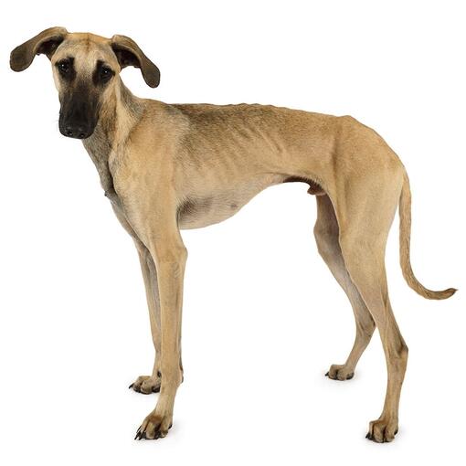 Raça de cachorro Sloughi