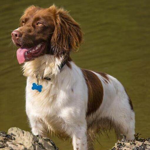 Spaniel (Welsh Springer) em pé perto da água