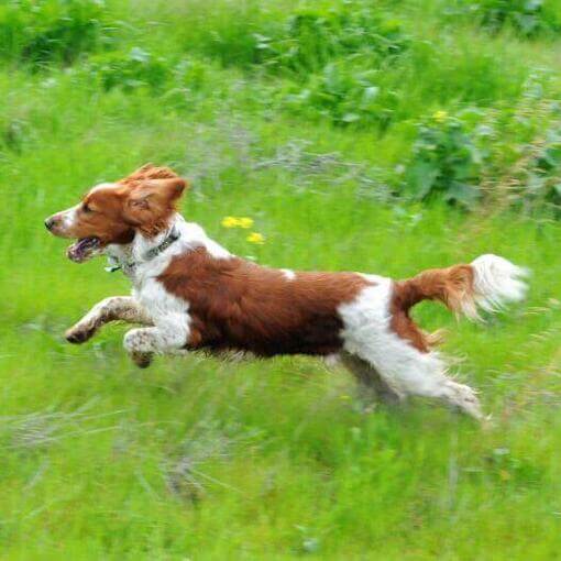 Spaniel (Welsh Springer) corre no campo com grama