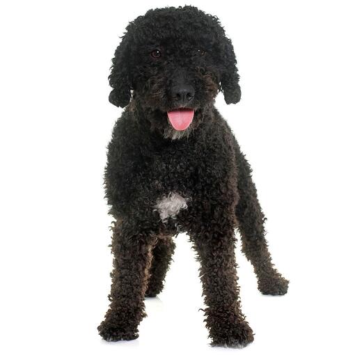 Raça de Cão de Água Espanhol