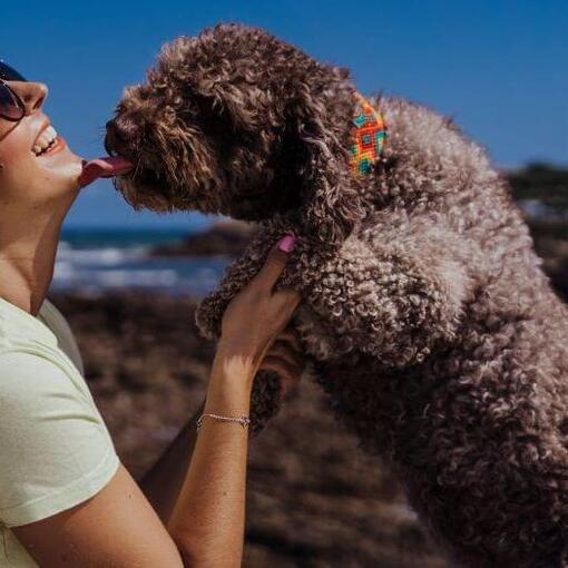 Cachorro beijando seu dono