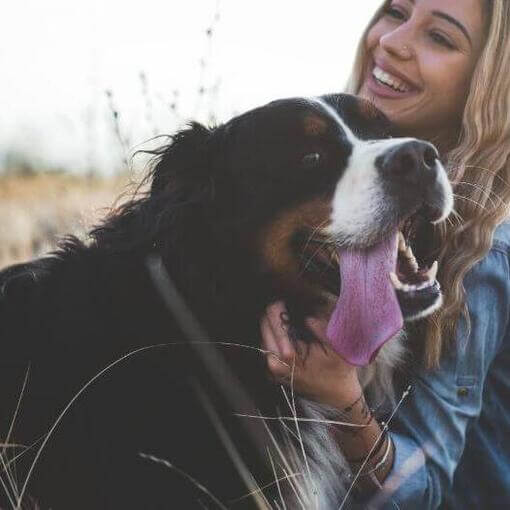 Raça de cachorro São Bernardo