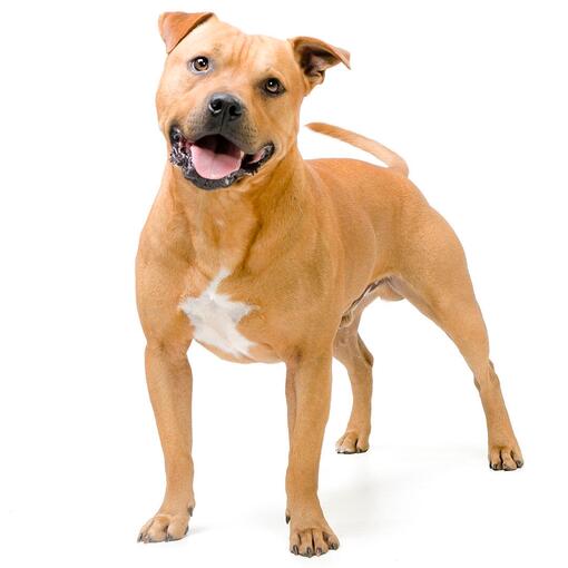 Raça de cães Staffordshire Bull Terrier