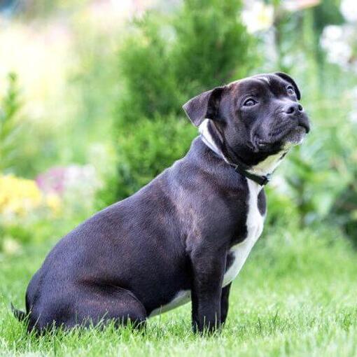 Staffordshire Bull Terrier sentado na grama