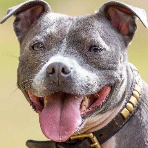 Staffordshire Bull Terrier com língua de fora